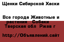 Щенки Сибирской Хаски - Все города Животные и растения » Собаки   . Тверская обл.,Ржев г.